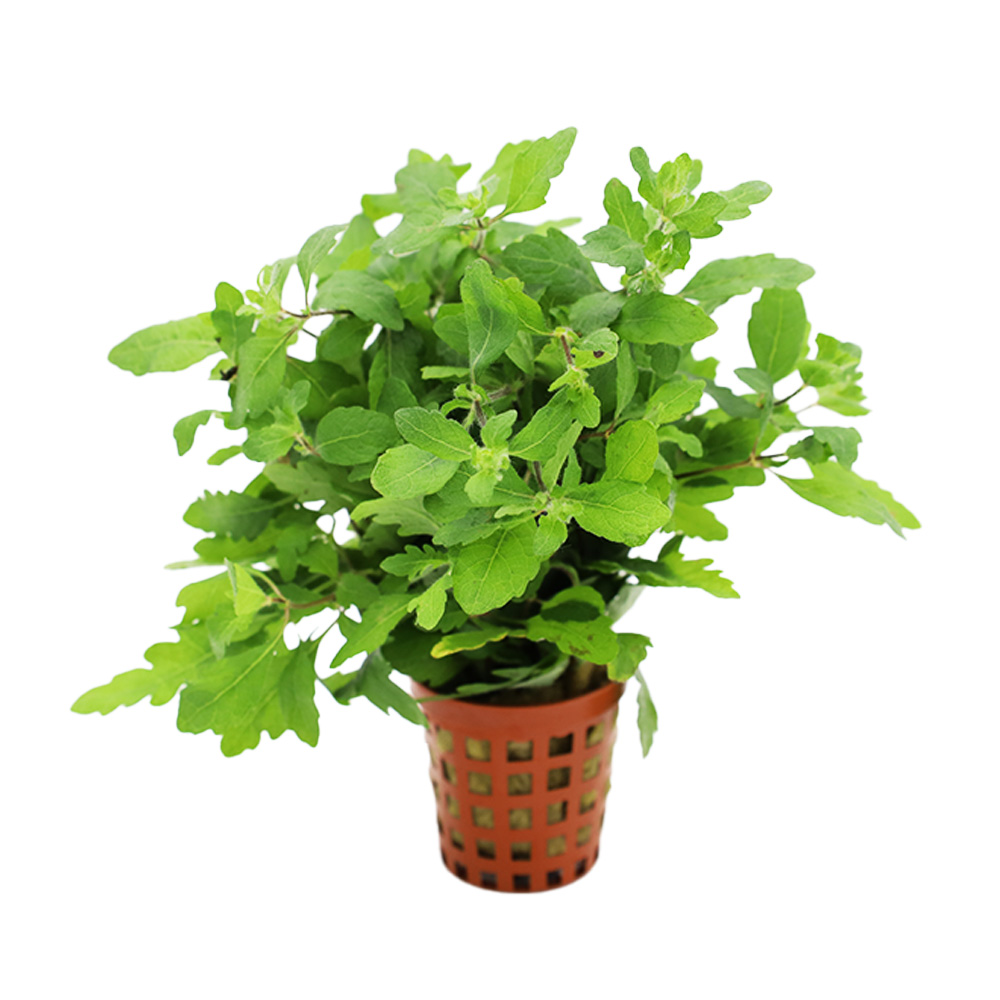Hygrophila pinnatifida ozdobna roślina do akwarium koszyk XXL
